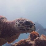 The Dive Academy